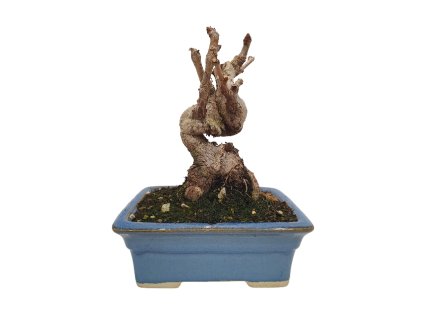 Ginkgo Biloba -Ginko dvojlaločné  SK 3344-59