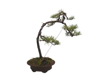 Borovica lesná- Pinus sylvestris  SK 3344-70