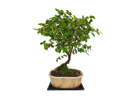 Sageretia thea -Sagerécia čajová  SK 3344-8