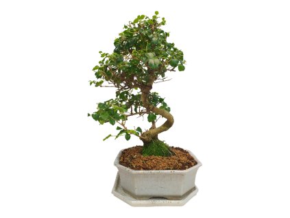 Čínsky vtáči zob - Ligustrum chinensis  SK 3344-9