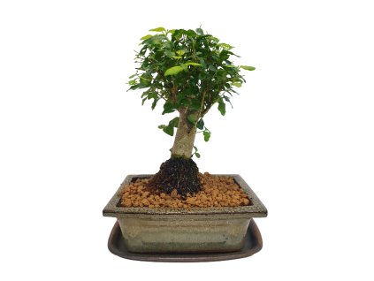 Čínsky vtáči zob - Ligustrum chinensis  SK 3344-9