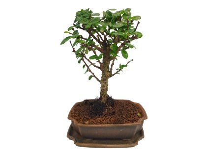 Carmona microphylla - Čaj fuki  SK 3344-2