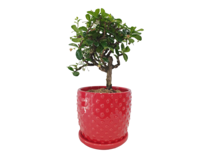 Carmona microphylla - Čaj fuki  SK 3344-2