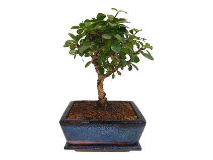 Carmona microphyla - Čaj fuki  SK3344-2