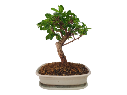 Carmona microphylla -    Čaj fuki  SK 3344-2