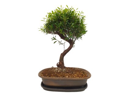 Sysygium zantoxylum - Pimentovník  SK 3344-16