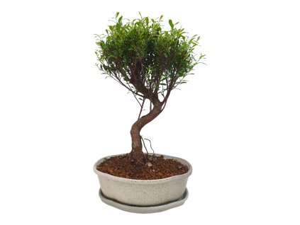 Sysygium zantoxylum -Pimentovník  SK 3344-16