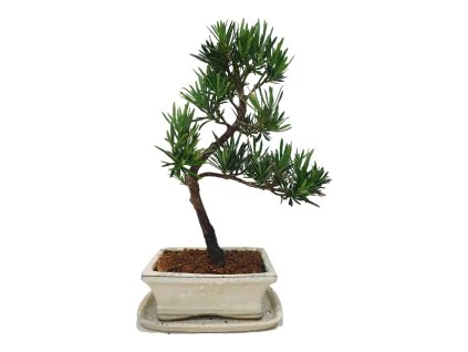 Podocarpus - kamenný tis  SK 3344-7