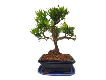 Podocarpus - kamenný tis  SK 3344-7