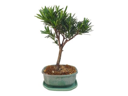 Podocarpus - kamenný tis  SK 3344-7