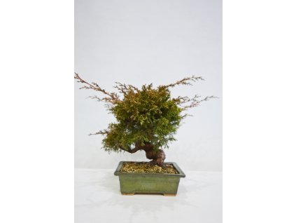 Juniperus chinensis - varieta itoigava