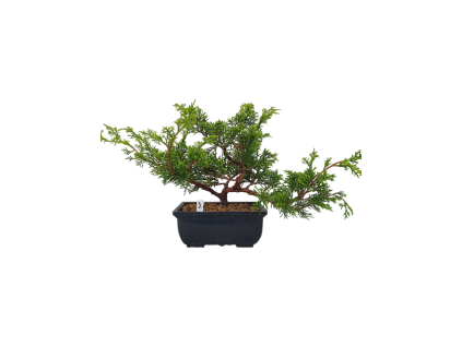 Borievka čínska  - Juniperus sargentii  SK-3344-65