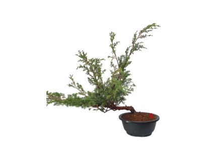 Juniperus chinensis - varieta itoigava  Sk-3344-66