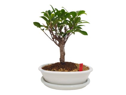 Fikus Retusa - Fikus malolistý  SK-3344