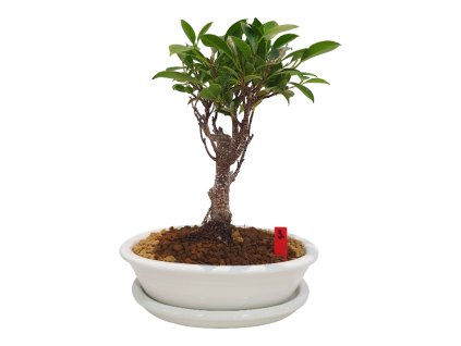 Fikus retusa - Fikus malolistý  SK-3344-1