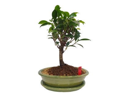 Fikus retusa - Fikus malolistý  SK-3344-1