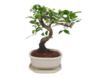 Fikus retusa - Fikus malolistý  SK-3344-1