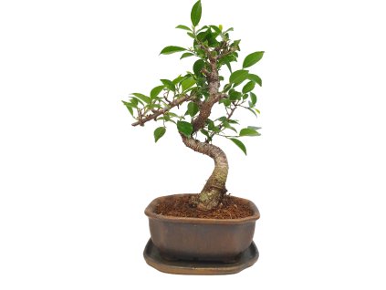 Fikus retusa - Fikus malolistý  SK-3344-1