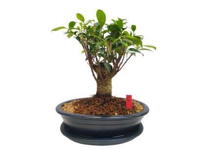 Fikus retusa - Fikus malolistý  SK-3344-1