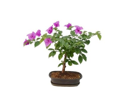 Bougainwillea -Bugenvilea