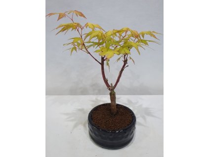 Javor dlaňolistý-Acer palmatum "SANGO KAKU"