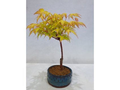 Javor dlaňolistý-Acer palmatum "SANGO KAKU"