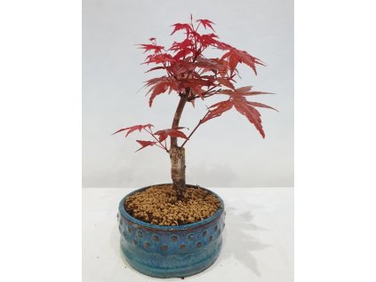 Javor dlaňolistý-Acer palmatum Deshojo