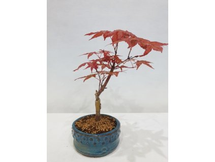 Javor dlaňolistý-Acer palmatum Deshojo