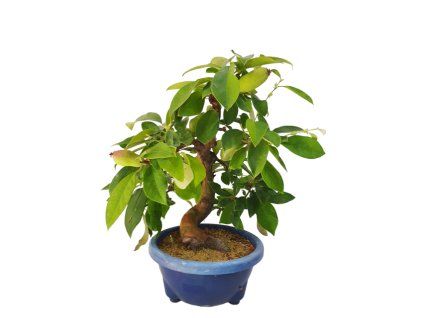 PhotoRoom 20230620 162016 1