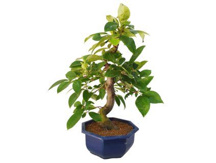 PhotoRoom 20230620 162017 4