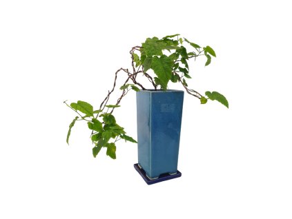 Abutilon Big Bell - Cloudberry  SK 3344-00