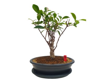 Fikus retusa - Fikus malolistý  SK-3344-1