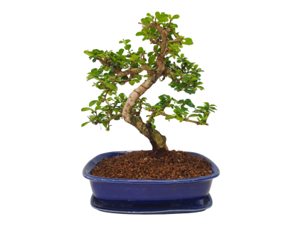 Carmona microphylla -Čaj fuki  SK 3344-2