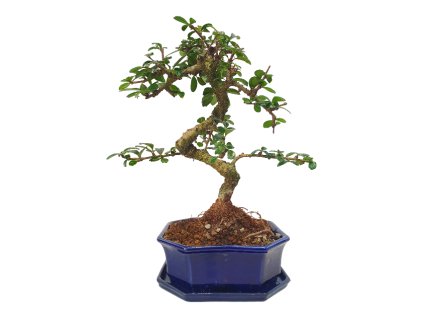 Carmona microphilla -Čaj fuki  SK 3344-2