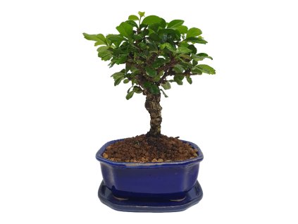 Carmona microphylla -Čaj fuki  SK 3344-2