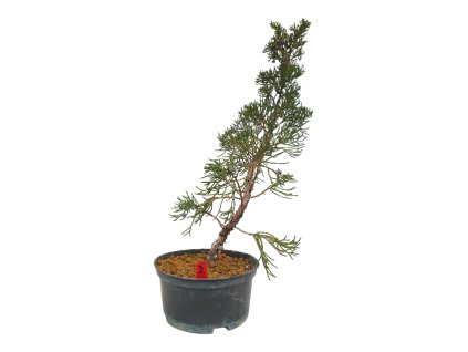Juniperus chinensis var. taiwanensis  SK-3344