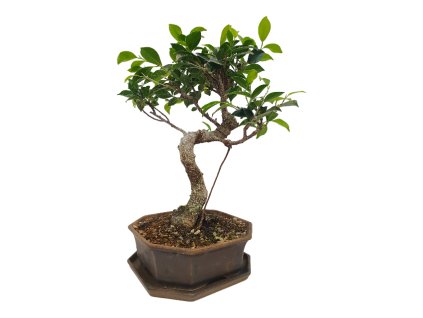 Fikus Retusa - Fikus malolistý  SK-3344-1