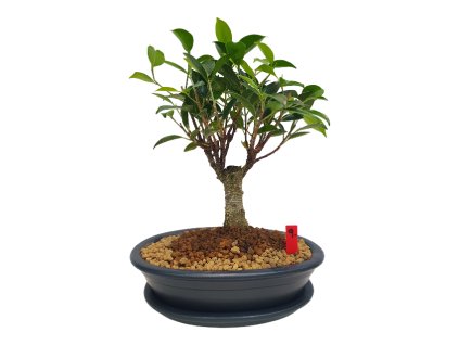 Fikus Retusa - Fikus malolistý  SK-3344-1