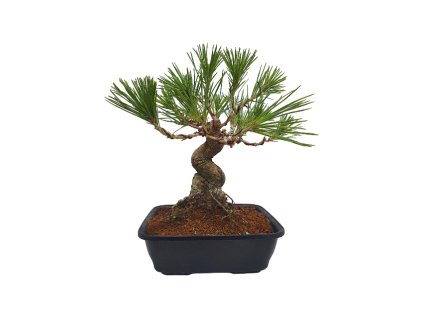 Pinus Thunbergii - Borovica jap.čierna  SK-3344-69