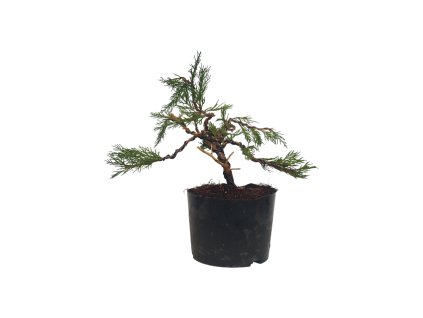 Bonsai Borievka - Juniperus mint julep  SK-3344-65