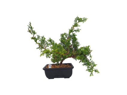 Borievka čínska - Juniperus sargentii  SK-3344-65