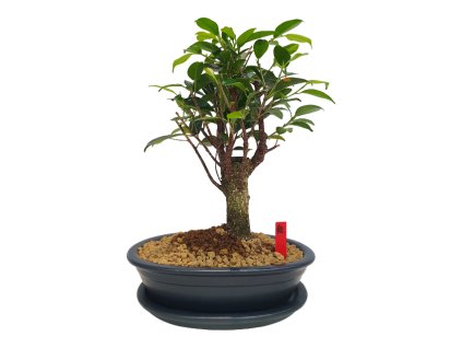 Fikus retusa - Fikus malolistý  SK 3344-1