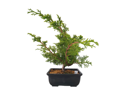 Borievka čínska - Juniperus sargentii  SK 3344-65