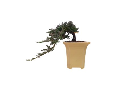 Juniperus horizont.Icee Blue - Borievka rozprestretá  SK 3344-95
