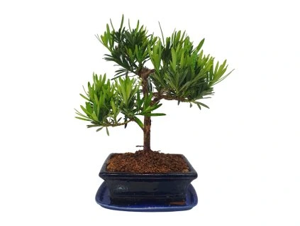 Podocarpus-Kamenný tis  SK 3344-7