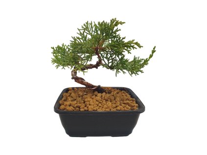 Bonsai Borievka - Juniperus sargentii  SK 3344-65