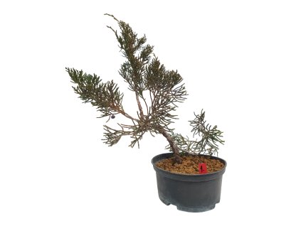 Juniperus chinensis var. taiwanensis  SK 3344-