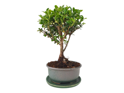 Cezmína - Ilex crenata  SK 3344-14