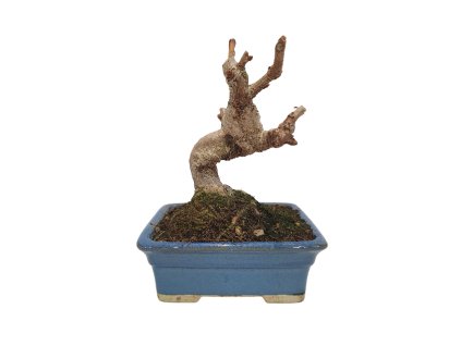 Ginkgo Biloba -Ginko dvojlaločné  SK 3344-59