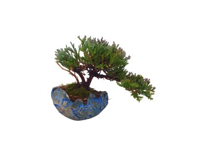 Juniperus horizont.Icee Blue - Borievka rozprestretá  SK 3344-95